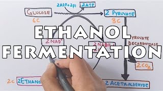 Ethanol Fermentation  Process of Alcohol Formation [upl. by Merlina693]