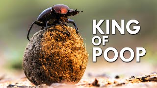 Why Do These Animals Eat Poop [upl. by Pierrette]