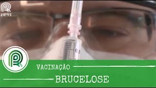 Brucelose veja como aplicar corretamente a vacina [upl. by Haskel]