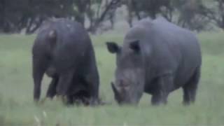 Epic Battle of Rhino vs Buffalo [upl. by Verney]