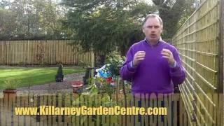 How to plant laurel hedge  Killarney Garden Centre [upl. by Etnomaj355]