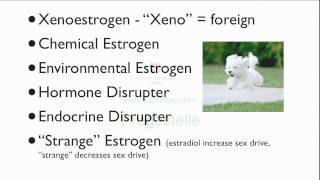 Intro Xenoestrogens 1 [upl. by Areyk]