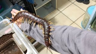 Giant Pet Centipede Crawls All Over Its Owner [upl. by Rozella]