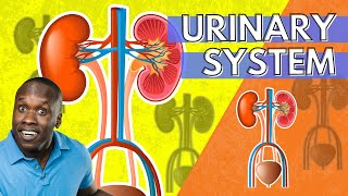 The Urinary System Anatomy and Physiology An Introduction [upl. by Niveg]