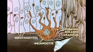 7 Pigment Transfer in Skin Cells [upl. by Neeruam592]