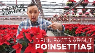 5 Fun Facts about Poinsettias [upl. by Annmarie735]