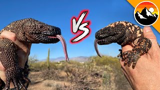 Beaded Lizard vs Gila Monster [upl. by Jesh]