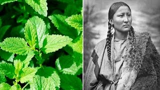 6 Plants Native Americans Use To Cure Everything [upl. by Berthold]