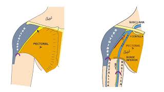 SURCO DELTOPECTORAL [upl. by Yrram]