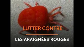 Lutter contre les araignées rouges [upl. by Edak]