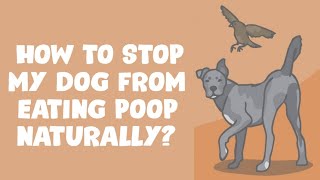 7 Natural Ways to Stop a Dog from Eating Poop [upl. by Jelks]