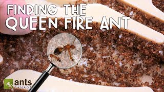 Please Help Me Find the Queen Fire Ant [upl. by Eniamat]