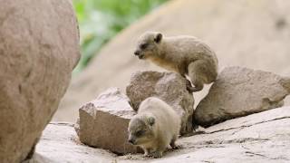 Baby Hyraxes Bounce amp Play [upl. by Yuu]