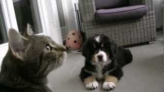 Bernese Mountain Dog Puppy  Berner Sennenhund Baby verliebt in eine Katze [upl. by Cima]