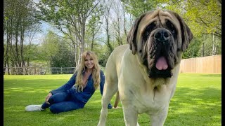 THE ENGLISH MASTIFF  THE WORLD’S HEAVIEST DOG [upl. by Nirac212]