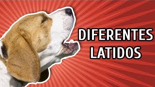 CACHORROS LATINDO COMO É O LATIDO DE CADA RAÇA [upl. by Nodearb]