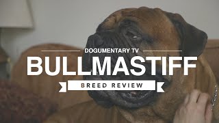 BULLMASTIFF BREED REVIEW [upl. by Iinde188]