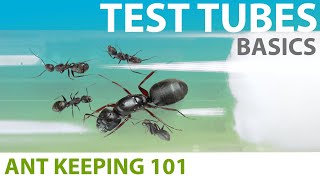 Keeping Ants in Test Tubes Basics  Ant Keeping 101 [upl. by Arten]