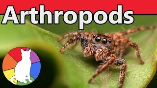 Arthropods  Animal Fact Files [upl. by Aura248]