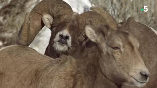 Mouflon hunting in Czech republic [upl. by Henson186]