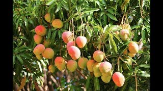 Grow Your Own Mangoes In Containers  Complete Growing Guide [upl. by Sunshine916]