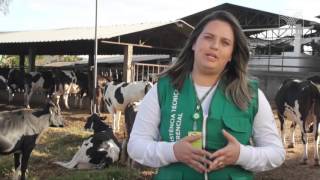 SENAR em Campo Bovinocultura de Leite  Cuidados na ordenha de vacas leiteiras [upl. by Odlanor204]