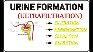 PROCESS OF URINE FORMATION  Grade 11 life sciences  ThunderEDUC  MSAIDI [upl. by Roderica]