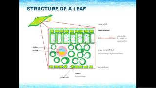 IGCSE BIOLOGY REVISION  Syllabus 6 Plant nutrition [upl. by Aiynat]