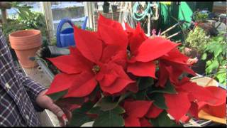 How to Get Poinsettias to Bloom [upl. by Marlee28]