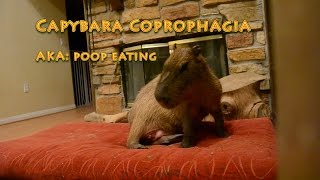 Capybara Coprophagia [upl. by Sophronia]