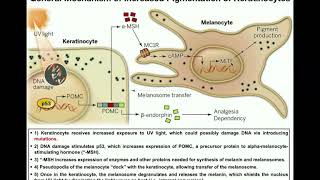 How do Melanocytes Make Melanin Melanogenesis Mechanism [upl. by Ellainad]