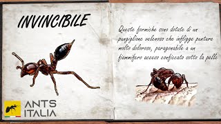 INVINCIBILE  Solenopsis invicta la Formica di Fuoco [upl. by Sewel32]