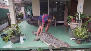 440 Pound Pet Crocodile Is Just Part of the Family [upl. by Belier954]