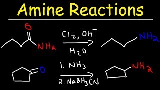 Amine Synthesis Reactions [upl. by Nedry384]