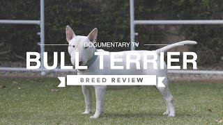 BULL TERRIER BREED REVIEW [upl. by Simson]