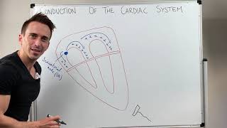 Heart Conduction amp ECG EKG Interpretation [upl. by Eedoj]