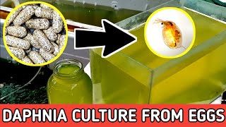 HOW TO HATCH DAPHNIA EGGS  HOW TO CULTURE DAPHNIA [upl. by Lahsram]