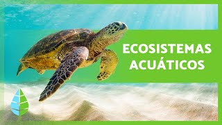 ECOSISTEMAS ACUÁTICOS 🏝️🐠 Características TIPOS y Ejemplos [upl. by Bastien867]