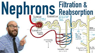 Nephrons  Filtration and Reabsorption Basics [upl. by Wyler]