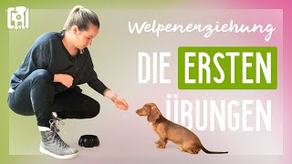 Die ersten Übungen in der Welpenerziehung [upl. by Aneeres]