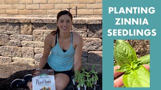 Planting Zinnia Seedlings [upl. by Fairman485]