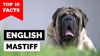 English Mastiff  Top 10 Facts [upl. by Alvarez]