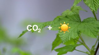 Plants Are Struggling to Keep Up with Rising Carbon Dioxide Concentrations [upl. by Ransome]