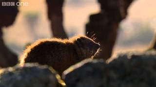 Hyrax sunshield  24 Hours on Earth Preview  BBC [upl. by Arytahs]