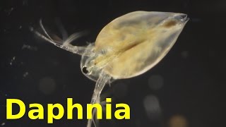 Daphnia [upl. by Doti]