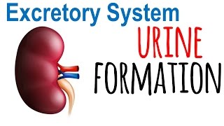 Urine formation in kidney [upl. by Anawaj]