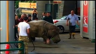 Floods Destroy Zoo Sending Dangerous Animals on the Loose [upl. by Gnus]