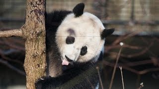 Smithsonian National Zoo Panda Cam [upl. by Leber]