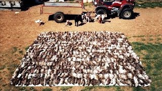 Amazing Rat Catching With Farm Dogs Kill About 500 Rats [upl. by Beaver]