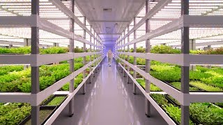 Growing Up How Vertical Farming Works [upl. by Eniamerej]